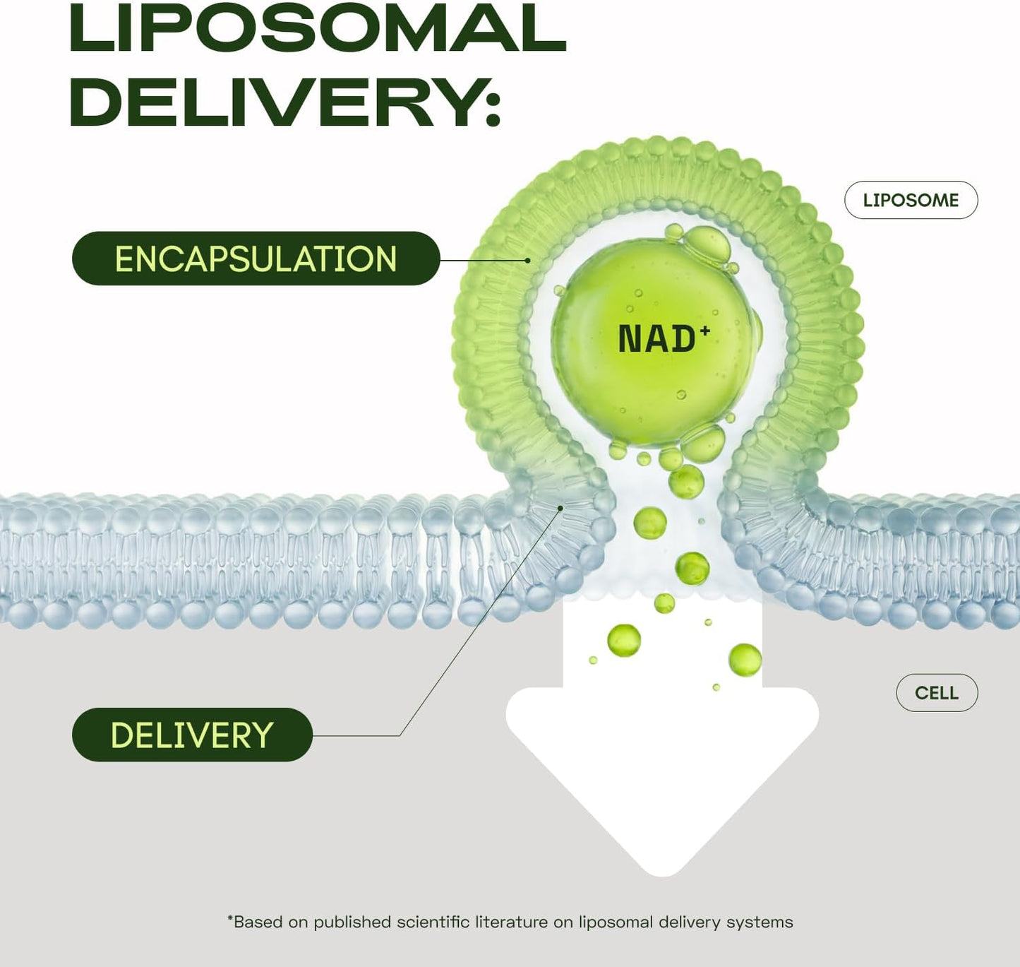 Recharge Your Cellular Battery — The Ultimate Liposomal NAD+ Formula For Ageless Vitality. ⚡💎